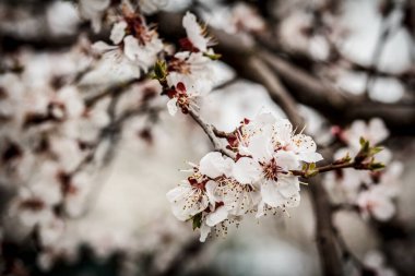 Bahar döneminde, arka planda bulanık olan kayısı ağacı dalları. Seçici odak.
