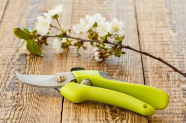 Bahçe budama ve kiraz ağacının dalını tahta tahtalarda çiçeklerle kes. Bahçe aletleri ve ekipmanları. Üst görünüm.