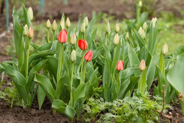 Giovani Tulipani Che Crescono Giardino Con Sfondo Naturale Sfocato — Foto Stock