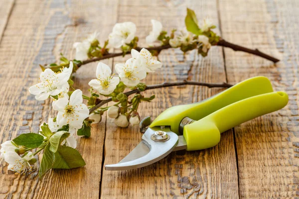 Garden pruner and cut branches of cherry tree with flowers on wooden boards. Garden tools and equipment. Top view.