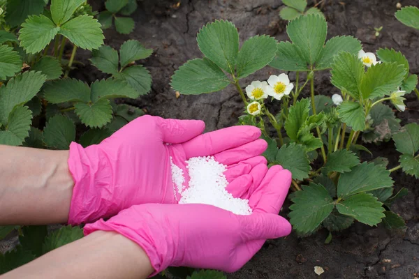 Фермерські Руки Одягнені Латексні Рукавички Дають Хімічне Добриво Молодим Полуничним — стокове фото
