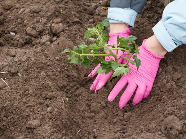 Feche Mãos Jardineiro Feminino Luvas Rosa Plantando Mudas Tomate Solo — Fotografia de Stock