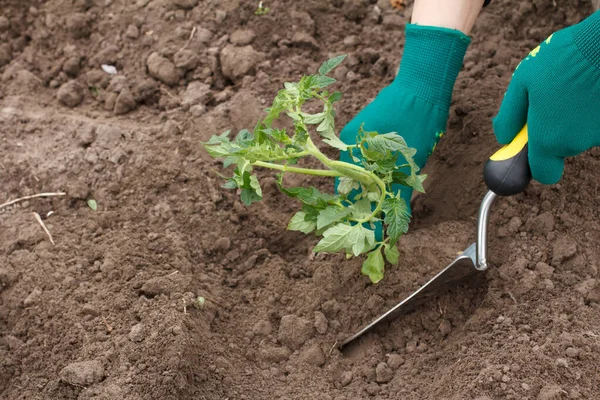 Nahaufnahme Einer Gärtnerin Handschuhen Die Tomatensämlinge Den Boden Des Gartens — Stockfoto