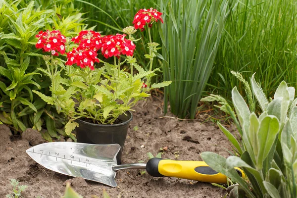 Red verbena flowers and small shovel in a garden bed with green grass on the background.