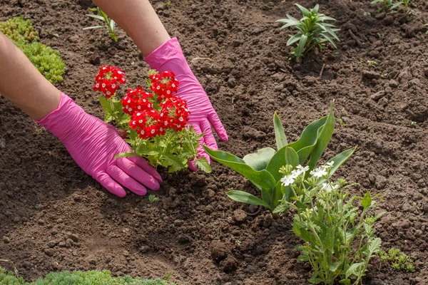 Jardineiro Está Plantando Flores Vermelhas Verbena Uma Cama Jardim Organização — Fotografia de Stock