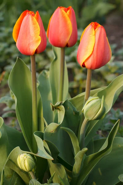 Красные Тюльпаны Растут Саду Размытым Естественным Фоном — стоковое фото