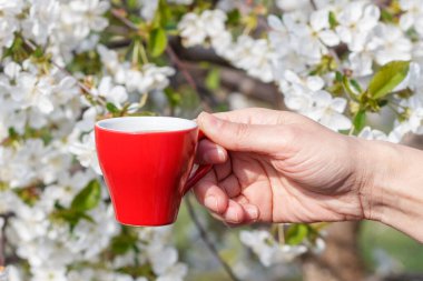 Arka planda çiçek açan kiraz ağacıyla porselen bir fincan kahve tutan kadın. Fincana seçmeli odaklan.