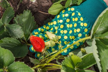 Bahçıvan bahçede olgunlaşmış ve olgunlaşmamış çilekler tutuyor..