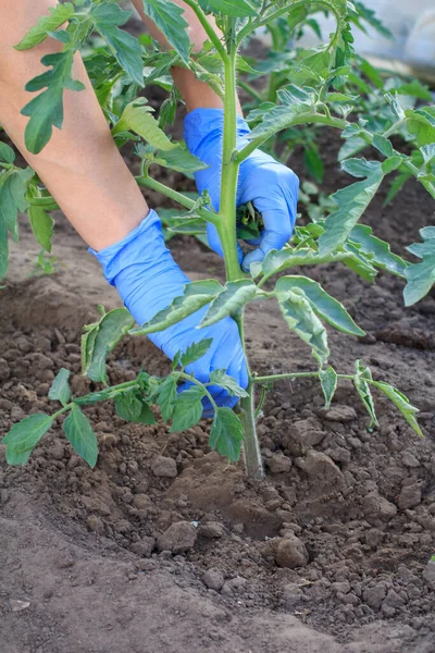 Gärtnerin Latexhandschuhen Kümmert Sich Junge Tomatenbüsche Gewächshaus — Stockfoto