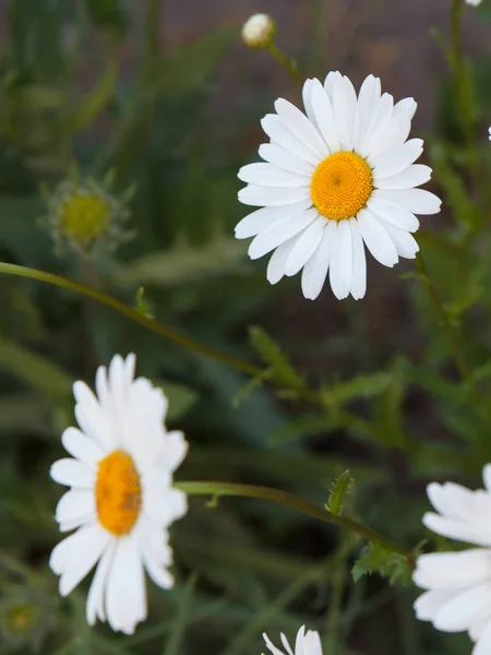 Bocciolo Camomilla Giardino Con Sfocato Stesso Fiore Sullo Sfondo Profondità — Foto Stock