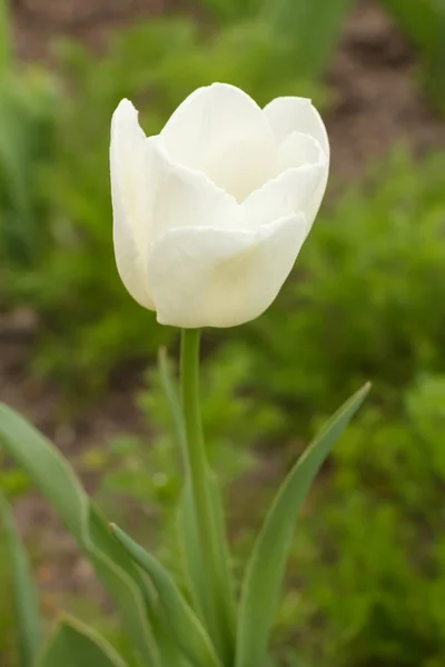 Tulipa Branca Crescendo Jardim Com Grama Verde Borrada Fundo Vista — Fotografia de Stock