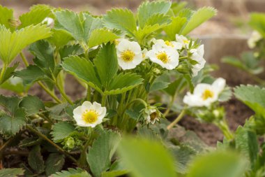 Baharda bahçede çiçek açan çilek çalısı. Yüzeyin derinliği. Çilek çiçeğine odaklanıyorum..