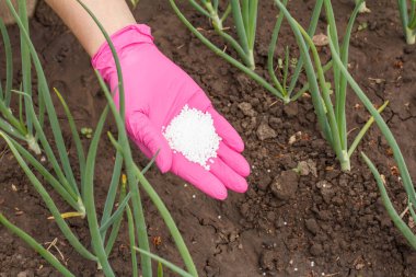 Bahçe yatağında yetişen yeşil soğanlara kimyasal gübre veren lateks eldivenli bir çiftçi. Üst görünüm.