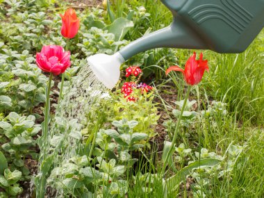 Çiçek açan laleler bahçede plastik bir sulama tenekesiyle sulanıyor..