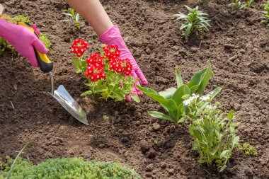 Bahçıvan bahçe yatağında kürek kullanarak kırmızı verbena çiçeği ekiyor. Çiçekli yatak organizasyonu.