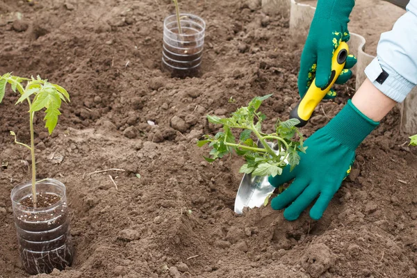 Hände Einer Gärtnerin Handschuhen Die Tomatensämlinge Den Boden Des Gartens — Stockfoto