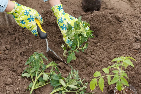 Närbild Händer Kvinnlig Trädgårdsmästare Handskar Plantera Tomatplantor Jorden Trädgården Med — Stockfoto