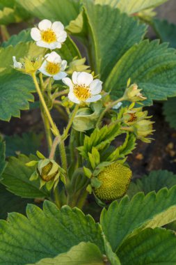 Baharda bahçede yeşil meyvelerle çiçek açan çilek çalısı. Yüzeyin derinliği. Çilek çiçeğine odaklanıyorum..