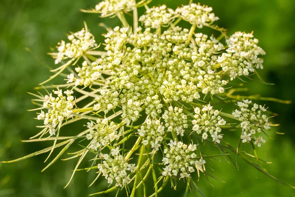 Close View Blooming Carrot Inflorescence Green Blurred Background Top View — Stock Photo, Image
