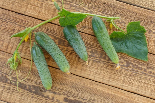 Fresh Ripe Cucumbers Green Leaves Picked Garden Old Wooden Boards — Stock Photo, Image