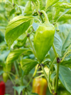 Olgunlaşmamış dolmalık biber, bulanık arka planda yetişiyor. Bulgar veya tatlı biber bitkisi.