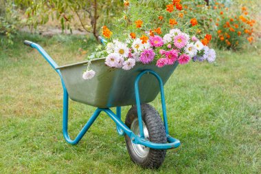 Sabah işten sonra, yaz bahçesinde. Yeşil çimlerde kesilmiş çiçeklerle el arabası.