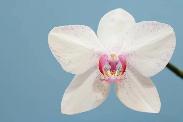 Bud Bílé Orchideje Květiny Modrém Pozadí — Stock fotografie