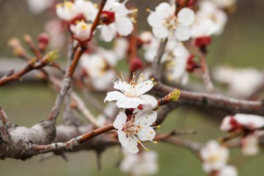 Bahar döneminde kayısı ağacının dalları arka planda bulanık meyve bahçesiyle çiçek açar. Yüzeyin derinliği. Çiçeklere odaklan.