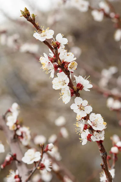 Sárgabarackfa Ága Tavaszi Virágzás Időszakában Homályos Gyümölcsössel Háttérben Sekély Mélységélesség — Stock Fotó