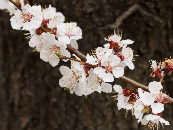 Ramo Damasco Período Floração Primavera Com Tronco Árvore Fundo Foco — Fotografia de Stock