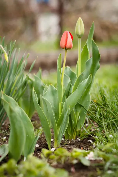Giovani Tulipani Che Crescono Giardino Con Sfondo Naturale Sfocato — Foto Stock