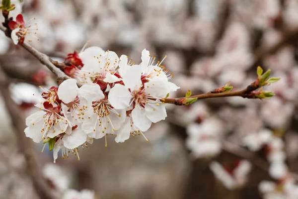 Ramo Damasco Período Floração Primavera Com Fundo Borrado Profundidade Campo — Fotografia de Stock