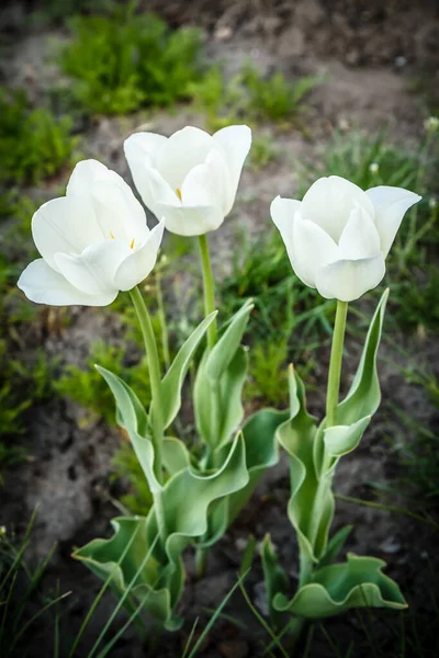 Саду Растут Белые Тюльпаны Размытым Естественным Фоном — стоковое фото
