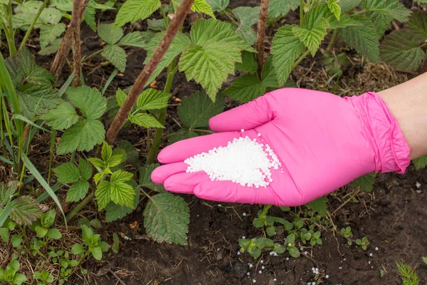 Farmer Main Habillée Gant Latex Donnant Engrais Chimique Aux Jeunes — Photo