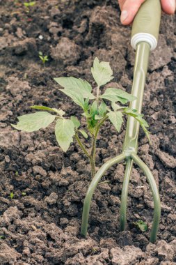 Çiftçi, genç çan biberi fidelerinin etrafındaki toprağı küçük el tırmığıyla gevşetiyor. Ev ortamında sebze yetiştirmek..