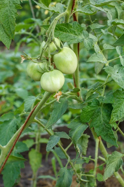 Auf Dem Beet Wachsen Unreife Grüne Tomaten Gewächshaus Mit Den — Stockfoto