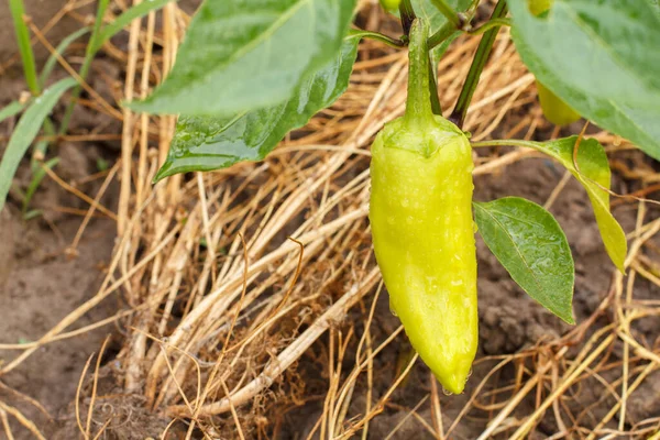 Bell Pepper Water Drops Growing Bush Garden Dry Grass Background — Stock Photo, Image