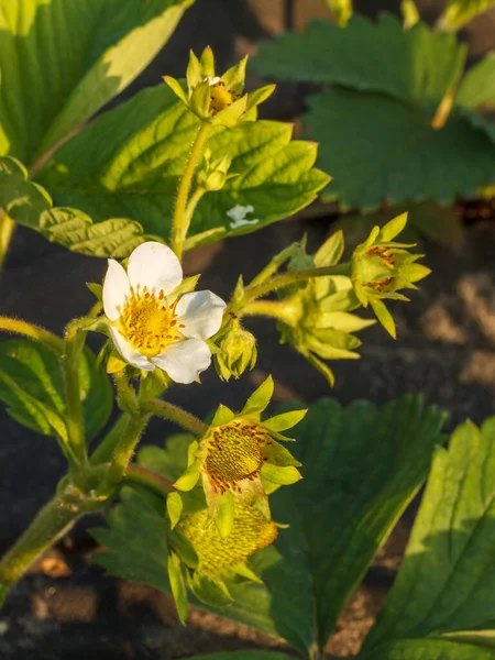 Blooming strawberry bush with flower and unripe fruits in the garden in springtime. Focusing on strawberry flower. Time of shooting is sunset.