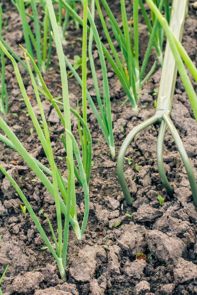 Râper Sol Autour Des Jeunes Oignons Verts Aide Petit Râteau — Photo