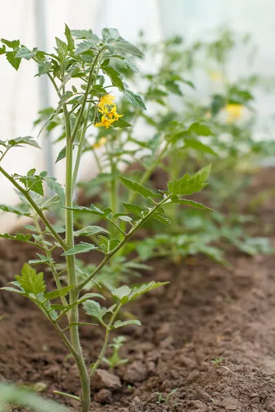 Jeunes Arbustes Tomates Fleurs Avec Des Fleurs Dans Serre Culture — Photo