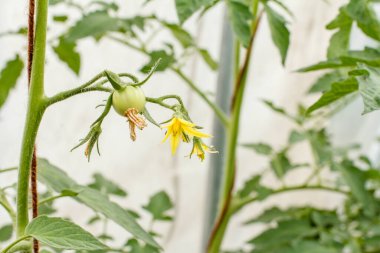 Bahçe yatağında olgunlaşmamış domatesler büyüyor. Çiçekli çalılar ve serada büyüyen bir dalda yeşil domates meyveleri. Yüzeyin derinliği. Domatese odaklan..