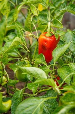 Bahçedeki çalılıklarda yetişen kırmızı çan biberi. Olgunlaşmış Bulgar ya da tatlı biber meyvesi. Sığ alan derinliği.