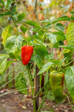 Bahçedeki çalılıklarda yetişen kırmızı çan biberi. Olgunlaşmış Bulgar ya da tatlı biber meyvesi. Sığ alan derinliği.