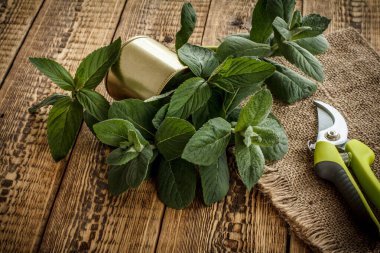 Çuval bezi ve eski ahşap tahtaların üzerindeki nane parçalarını büzüştürüp metal teneke kutuda kesiyorum. Üst Manzara. Bahçe araçları ve ekipmanları.