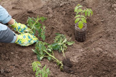 Eldivenli bir kadın bahçıvan tarafından bir bahçenin toprağına ekilen domates tohumu. Sebze yetiştirme.
