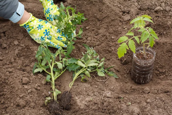 Female gardener in gloves is planting tomato seedling in the garden. Top view of garden soil with tomato seedling. Cultivation of vegetables.