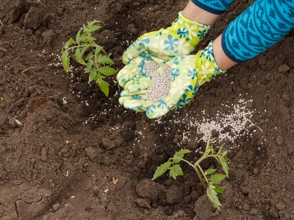 Fermier Épand Engrais Chimique Sur Les Jeunes Plants Tomate Qui — Photo