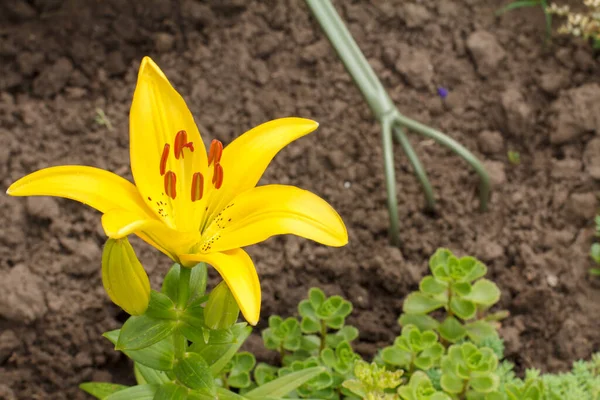 Yellow lily flower in the summer garden with blurred green plants and rake on the background. Shallow depth of field. Focus on the flower.