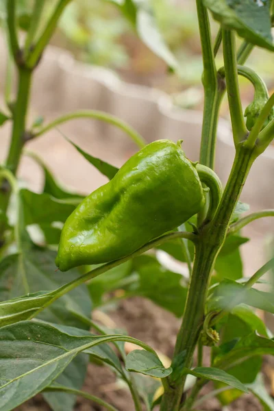 Unripe Green Bell Pepper Growing Bush Garden Bulgarian Sweet Pepper — Stock Photo, Image