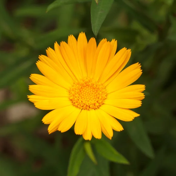 Wunderschöne Ringelblume Sonnenlicht Blühende Gelbe Ringelblume Sommer Mit Verschwommenem Grünen — Stockfoto